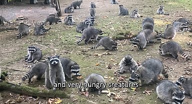 ABD'de evi rakun istilasına uğrayan kadına polis yardım etti