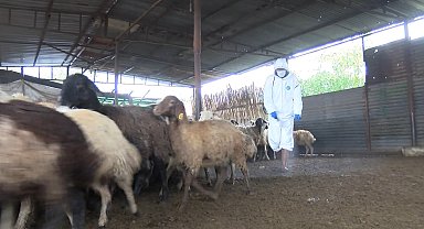 Adana'da 'mavi dil' hastalığı nedeniyle bir mahalle karantinaya alındı