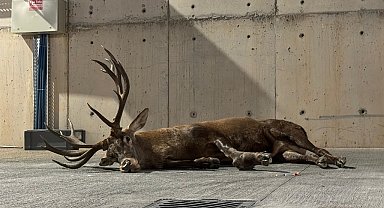 Bakan Yumaklı: Yaralı kızılgeyiğin sağlık durumu iyiye gidiyor