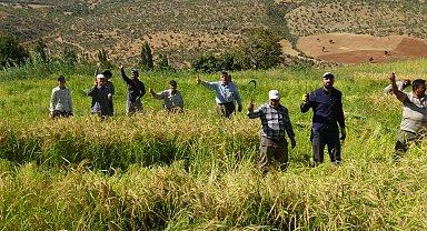 Batman'da tarım makinelerinin giremediği arazilerde imece usulü, orakla pirinç hasadı