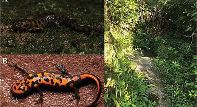 Çin'de yeni bir kurbağa türü keşfedildi