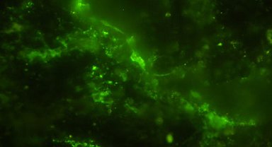 Dünyanın en eski mikropları bulundu