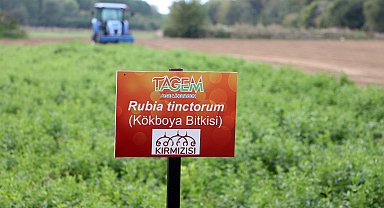 Edirne kırmızısına rengini veren bitki hasat edildi, kumaşlar boyandı