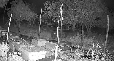 Elektrikli telleri aşamayan ayılar, arı kovanlarına ulaşamadı