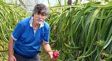 Emekli öğretmen çift, ejder meyvesi üretiminde öncü