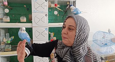 Eşinin Sevgililer Günü'nde aldığı 'Paşa'yı çok sevdi; evinde 25 muhabbet kuşuna bakıyor