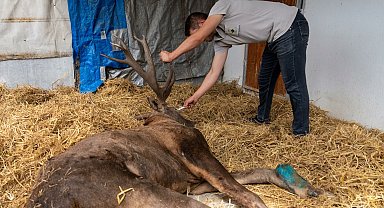 Fabrikanın bahçesinde bulunan yaralı geyik tüfekle vurulmuş
