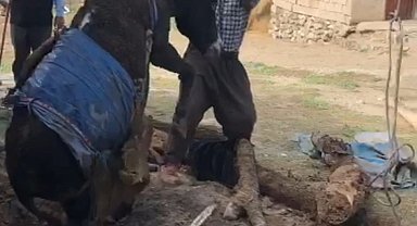 Foseptiğe düşen eşeği itfaiye kurtardı