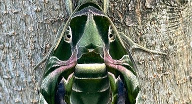 Giresun'da, 'Askeri kamuflaj desenli mekik kelebeği' görüntülendi