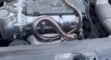 İstanbul - Beykoz'da otomobilin motor kısmına giren yılanı itfaiye çıkardı