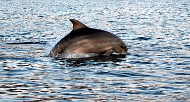 İstanbul Boğazı'nın simgesi afalinalar açlıktan zayıfladı