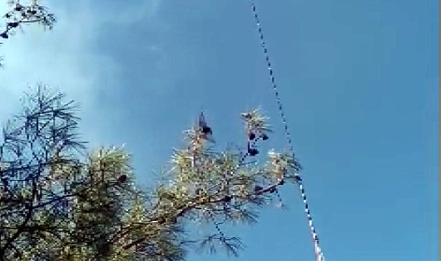 Kahramanmaraş'ta orman yangını 3 gündür devam ediyor