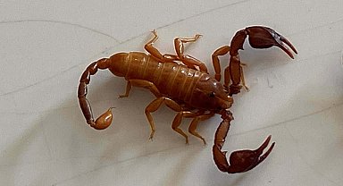 Konya'da yeni bir akrep türü keşfedildi