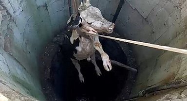 Kuyuya düşen inek 2 saatte kurtarıldı