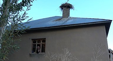 Leylekler Yüksekova'yı mesken tuttu