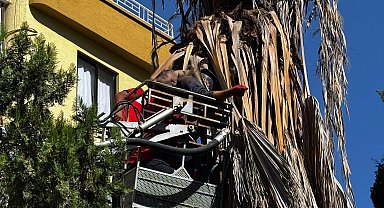 Mersin'de budama yaptığı ağaçtan düşüp öldü