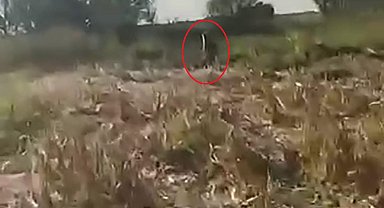 Mısır tarlasına zarar veren ayıyı kovaladı