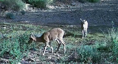 Muğla'da yaban hayatı çeşitliliği fotokapanlara yansıdı