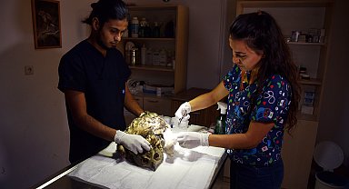 Nesli tehlikedeki yaralı puhuya özel tedavi