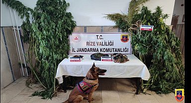 Rize'de uyuşturucu bilançosu; 198 operasyon, 13 tutuklama