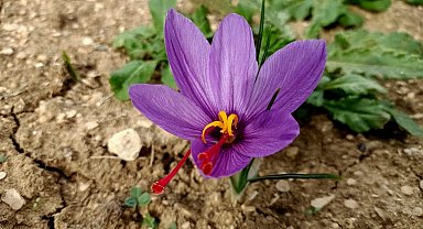 Safran çiçek açtı; kilosu 320 bin lira