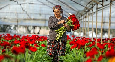Süs bitkileri ihracatının yüzde 45,6'sı Antalya'dan