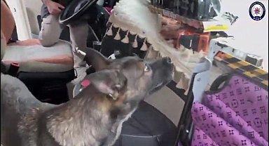 TIR'daki uyuşturucuyu, narkotik köpeği 'Rita' buldu