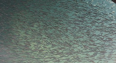 Van Gölü kıyıları yavru balıklarla doldu