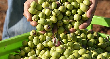 204 milyon ağaçtan 3,6 milyon ton zeytin