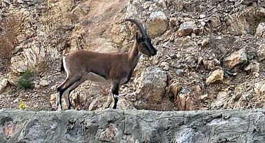 'Domates yıkadım' dedi, yaban keçisi kestiği anlaşılınca 661 bin lira ceza uygulandı