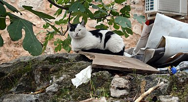 'Erken yaştaki kısırlaştırma hayvanın ömrünü uzatıyor'