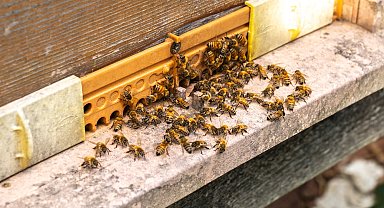 'Hileli balla mücadele için düzenlenen eğitimlerimizde 7 bin arıcıya ulaştık'