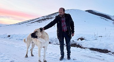 'Kral', bu kez çobanı kurtların saldırısından kurtardı