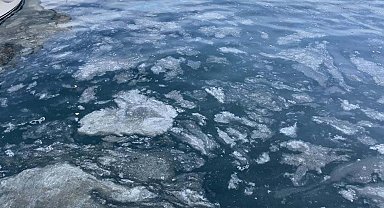 'Orman ve akarsu kenarlarındaki çalılıkların popülasyonundaki azalma müsilajı artırıyor'