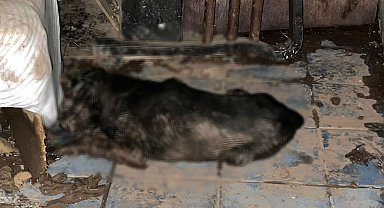 5'i yavru 6 köpek ile 1 kedi zehirlenmiş halde bulundu