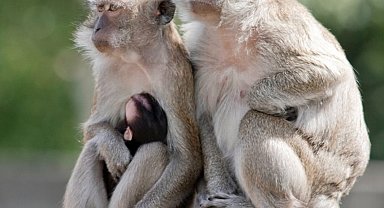 ABD'de araştırma tesisinden kaçan 43 maymun yakalandı