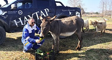 Ağaca bağlanıp ölüme terk edilen 'Kadife', yeniden sağlığına kavuştu