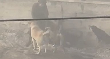 Ankara'da başıboş köpekler, hamile kadına saldırdı