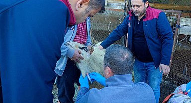 Anormal doğum yapan kuzularda akabane hastalığı tespit edildi