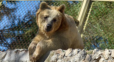 Antalya'nın kış güneşinde ayılar uyumadı