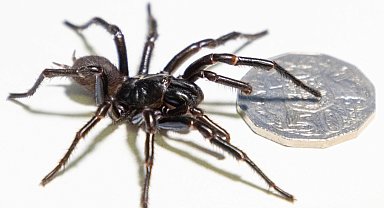 Avustralya'da yeni bir örümcek türü keşfedildi