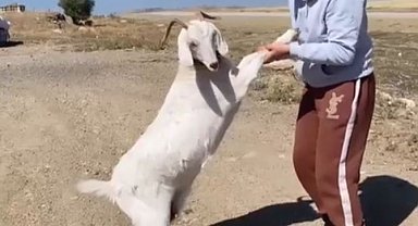 Barınaktan çalınan keçiler, kasapta kesilmiş bulundu