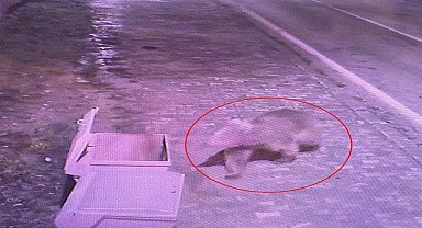 Barınaktan kaçan bozayı, 5'inci günde termal kameralarla aranıyor