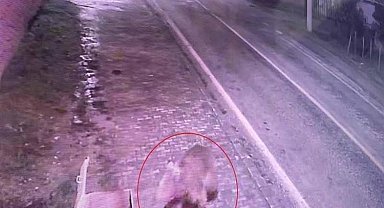 Barınaktan kaçan bozayı, 8 gün sonra Karacabey Longoz Ormanları'nda yakalandı