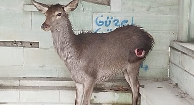 Belediye personelinin bulduğu yaralı karaca tedaviye alındı