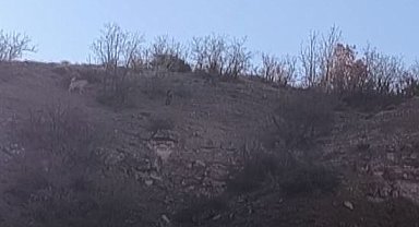 Besiciye saldıran domuzları köpekler kovaladı; o anlar kamerada