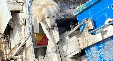 Bodrum'da çöpte bulunan 'Bambi Pamuk' 24 gün sonra öldü
