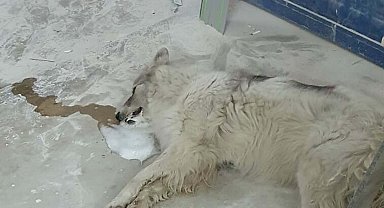 Bodrum'da zehirlendiği ileri sürülen 4 köpek öldü