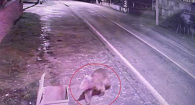 Bursa'da koruma altındaki bozayılardan biri barınaktan kaçtı; yiyecek ararken kameraya yansıdı