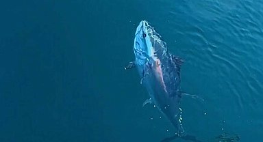 Çanakkale'de balıkçılar orkinos besledi; o anlar kamerada